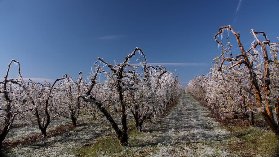 Image d'illustration pour Nouveau coup de froid avec gelées en cette fin de semaine 