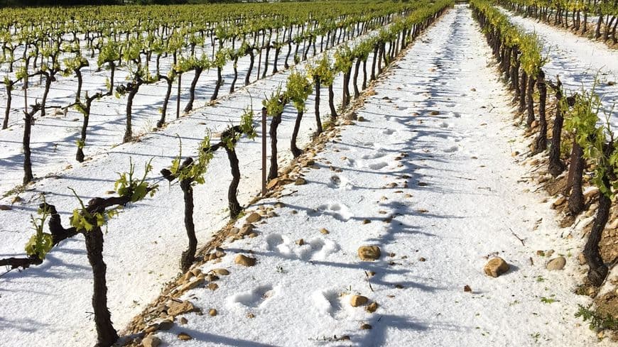 Image d'illustration pour Vendanges : la récolte 2017 sera la plus faible depuis 70 ans 