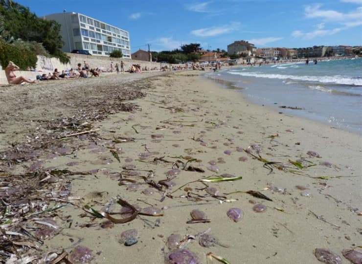 Image d'illustration pour Les effets visibles du réchauffement climatique en France