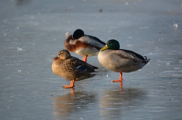 Image d'illustration pour Le froid fige nos paysages et modifie nos habitudes