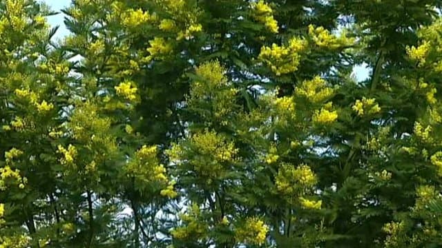 Image d'illustration pour Soleil & douceur en Méditerranée : mimosa en fleurs et pollens