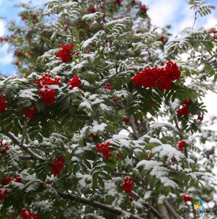 Image d'illustration pour Première neige en moyenne montagne sur les Alpes du Sud