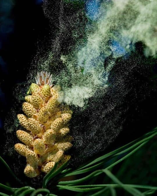 Image d'illustration pour Toux, nez qui coule? Attention au... pollen!