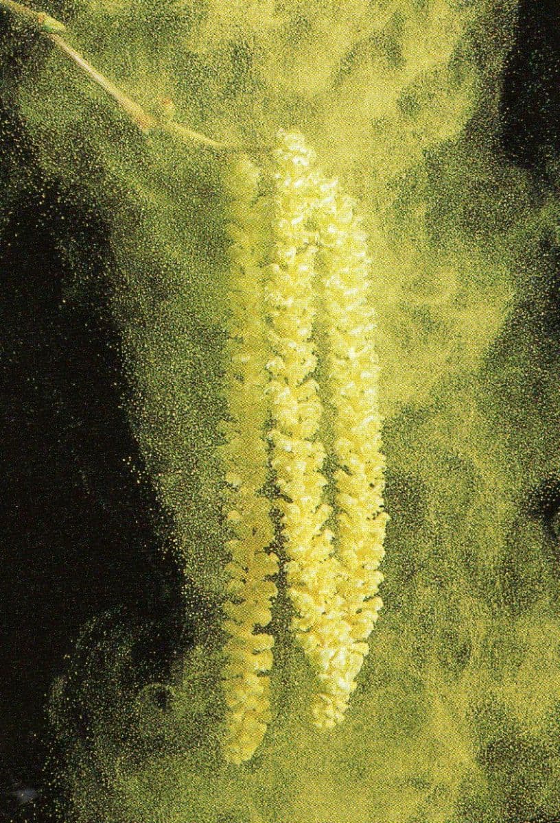 Image d'illustration pour Toux, nez qui coule? Attention au... pollen!