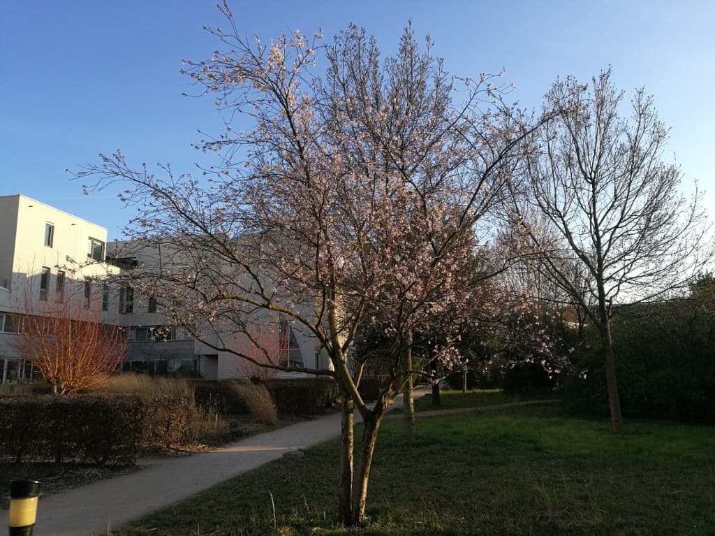 Image d'illustration pour 1er mars : début du printemps météo en attendant l'équinoxe