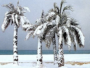 Image d'illustration pour Une vague de froid marquante en janvier 1985
